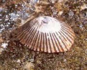 limpet