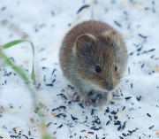 vole